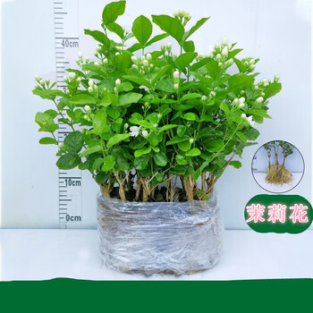 茉莉花盆栽老桩庭院阳台室内外茉莉花苗观花植物花卉绿植盆栽z 3年苗50棵不含盆 图片价格品牌报价 京东