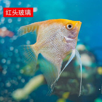 淡水燕鱼斑马红头陨石黑神仙好养易活宠物鱼活体 红头玻璃1条(3-4cm)