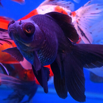 萌小星金鱼活体 观赏鱼活体 龙睛金鱼淡水冷水好养招财小型鱼 黑龙睛