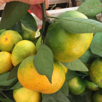 思念正宗江西赣南装当季特早熟青皮橘子新鲜水果酸甜桔子 5斤 小果