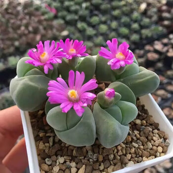 聪知聪元宝绿帝玉多肉植物盆栽肉肉新手植物办公室创意花卉绿植 无比