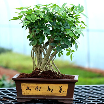 战长沙室内盆景鸭脚木盆景鸭掌木盆栽植物树客厅办公室盆栽编号 0 含盆 图片价格品牌报价 京东