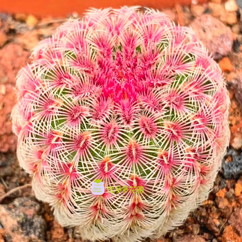 拾爱实生红太阳仙人球盆栽开花好看室内多肉植物稀少贵货办公桌面盆栽