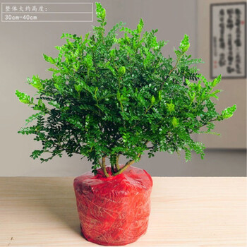 盆栽室内盆景四季常青胡椒木苗绿植庭院花卉简装清香型4年大苗 不含盆 带盆栽好 图片价格品牌报价 京东