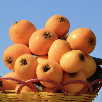 琵琶水果枇杷正宗四川大五星枇杷应季新鲜水果净重5斤装