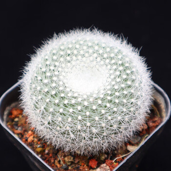 多肉植物盆栽仙人掌科星球属植物小型仙人球星兜菲花玉布纹球五角栾凤玉盆栽白雪光4厘米带塑料盆发货 图片价格品牌报价 京东