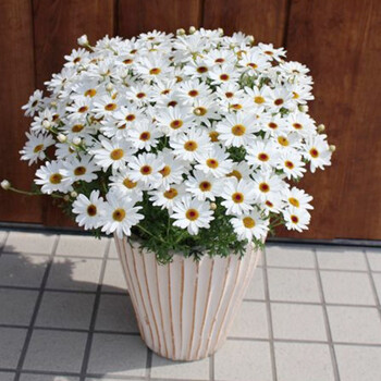 虹越新品玛格丽特木茼蒿格兰黛丝140盆栽苗室内盆栽庭院花卉植物白色