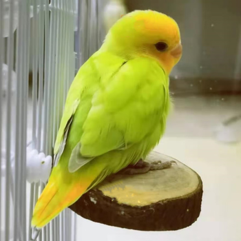 精养断奶 金头澳桂闪【图片 价格 品牌 报价】-京东