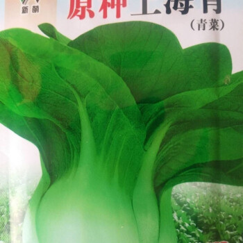 四季上海青种子 四季春季秋季油菜白菜种子蔬菜种子【原厂包装 上海