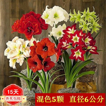 品质生活从花卉开始