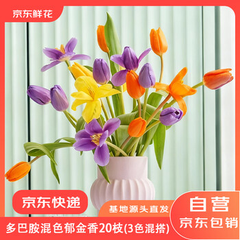京东鲜花跨晚同款-郁金香鲜花20枝多巴胺混色（三种颜色混搭）源头直发