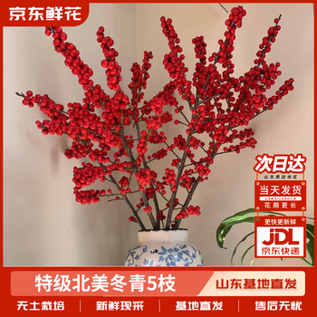 京东鲜花【北美冬青】5枝A级50-60cm年宵花节日用花春节用花基地源头直发