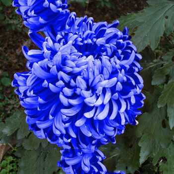 菊花盆栽四季荷兰菊开花卉庭院植物室内花卉绿植乒乓菊当年开花苗