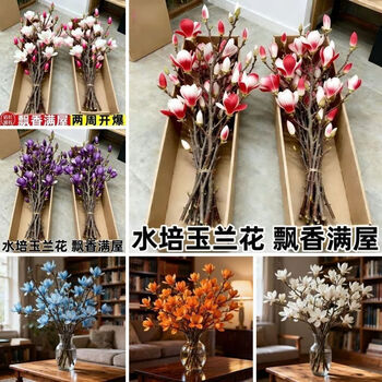 YANG清洁 混色春节开花浓香型 干枝带花苞水培玉兰花(45-75cm)10枝装