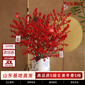 京东鲜花【北美冬青】5枝A+级年宵花节日用花春节新中式氛围感源头直发