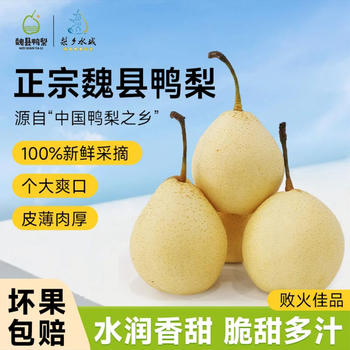 梨乡水城河北水晶精品鸭梨魏县鸭梨青皮白皮混发 精品大果带箱  5斤