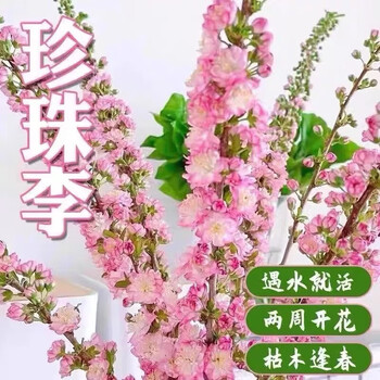 清洁Yy 珍珠李40-80cm(20枝) 干枝珍珠李遇水开花水培