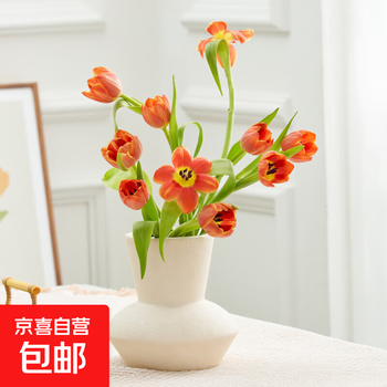 【郁金香】郁金香鲜切花跨晚同款云南鲜花基地直发 随机色郁金香20枝