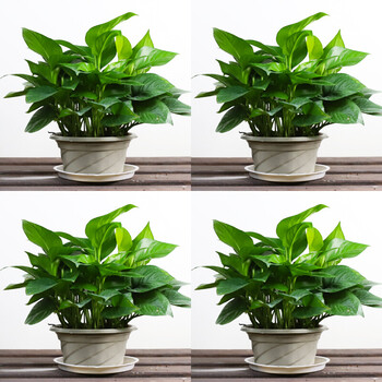 6盆装】绿萝盆栽室内吸甲醛净化空气植物花卉水培绿植吊兰大绿萝 4盆