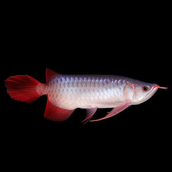 顺丰发货红龙鱼金龙鱼活鱼练手幼苗热带鱼观赏鱼过背高背金龙小鱼