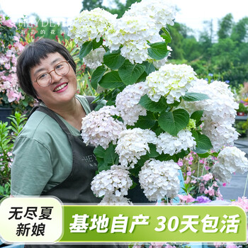 海蒂的花园大花绣球小众品种绣球花苗大花直立阳台庭院植物花卉盆栽好养易活 大花绣球无尽夏新娘15cm盆 含盆