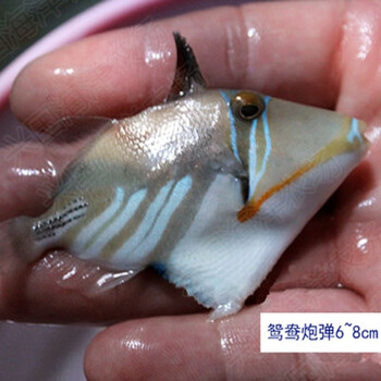 鱼炮弹活体海水鱼马面鱼炮弹鱼杂食开口兴国海洋农场快递包活炮弹6 8cm 图片价格品牌报价 京东