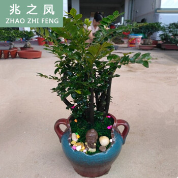 兆之凤大型室内客厅小叶紫檀树桩盆景名贵花木植物盆栽树树发财树蓝红陶瓷盆小叶紫檀带盆栽好 图片价格品牌报价 京东