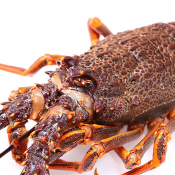 【活鲜】惠多渔 新西兰鲜活纽龙大龙虾 澳龙澳洲龙虾 纽龙1.2-1.