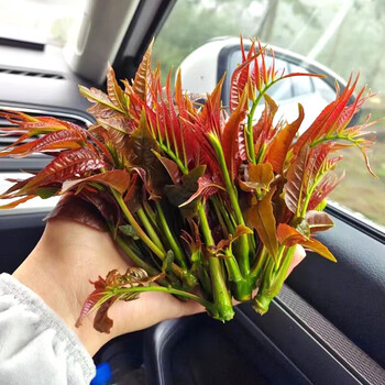 新鲜头茬香椿2026香椿新鲜香椿红油香椿露天香椿源头直发新鲜采摘 【顺丰速发】新鲜香椿1斤装