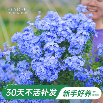 海蒂的花园蓝雪花多季开花耐热好养盆栽大苗棒棒糖阳台屋顶庭院易种花卉植物 蓝雪花15cm盆 颜色