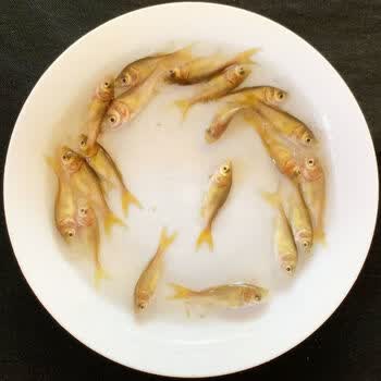 麦基乐金大头鱼红金花鲢鱼鳙鱼观赏养殖淡水活体养殖批发新手好养耐活