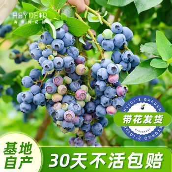 海蒂的花园蓝莓树果苗盆栽果树南方北方蓝莓幼苗发货阳台庭院地栽苗源头直发
