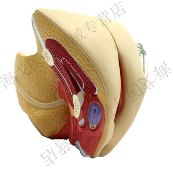 6015jd健康6015 颐诺医学人体女性生殖模型女子宫模型妇产科