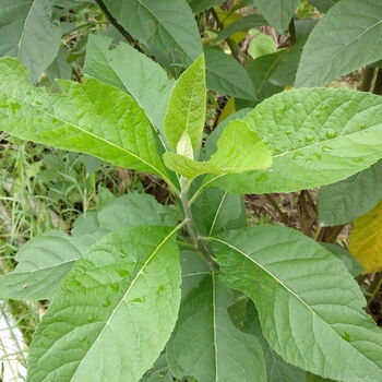 新鲜南非叶 将军叶 别名南非树叶 苦茶叶 250克