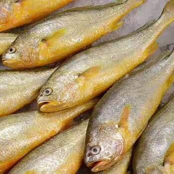 新货大黄花鱼新鲜冷冻大小黄鱼鲜活深海黄花鱼干海鲜腾旺纳跃3斤3条