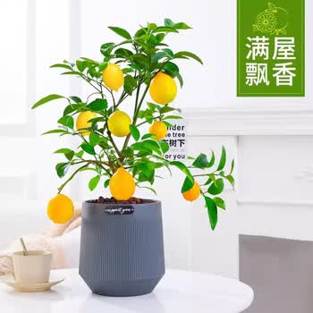 四季柠檬树苗盆栽绿植室内阳台植物花卉香水柠檬结果南北水果苗 柠檬苗 原盆原土*1