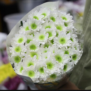 白边绿心小雏菊10支(送保鲜剂