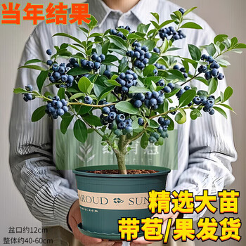 绿有意【带花带果】蓝莓树果苗蓝莓树苗盆栽地栽花香蓝莓苗南北方种植苗 中苗花香蓝莓苗盆栽L25（带花/果）【原土球+肥】