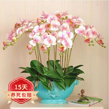 言清 蝴蝶兰花苗 室内观花植物办公桌阳台花苗 绿植花卉盆栽年宵花卉 大富贵蝴蝶兰+透明原盆+原土