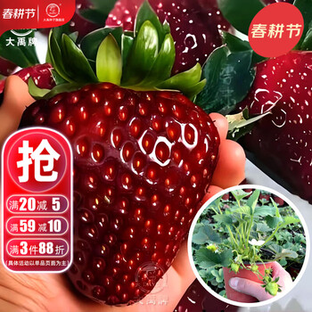 大禹奶油草莓苗带盆带土发货盆栽四季结果红颜牛奶草莓苗阳台种植 黑珍珠草莓苗1盆 带盆带土