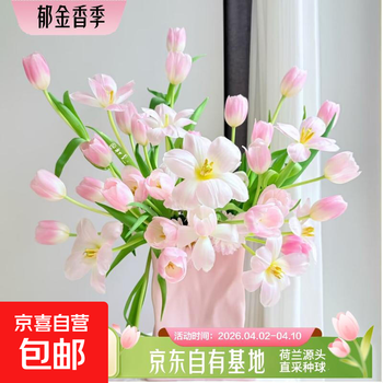 郁金香鲜花随机色云南源头直发 随机色郁金香20枝