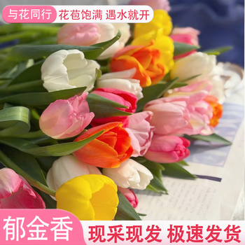 与花同行爆款郁金香鲜切花氛围感瓶插花云南基地直发室内家居办公室水培 【10枝】随机单色郁金香 生花苞发货  养护后开放变大