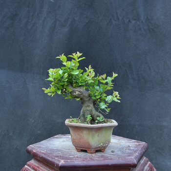 小叶雀梅小老桩雀梅桌面小品雀梅盆景送人礼物雀梅造型绿植 乳白色 带