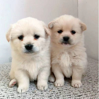 荣郁宠物狗中华田园犬家养土狗金毛比熊混血大黄狗纯黑四眼狗看家护院