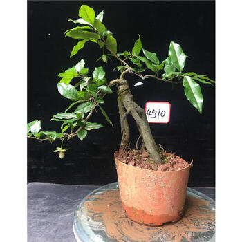 金弹子黑塔子瓶兰花血红葫芦果花生果灯泡果绿植阳台盆景盆栽 4510 含