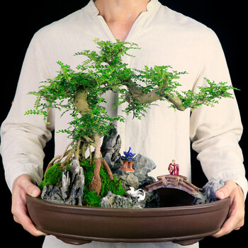 庭院绿植悬崖假山造型树桩办公室精品附石盆景大型清香木水景紫砂款