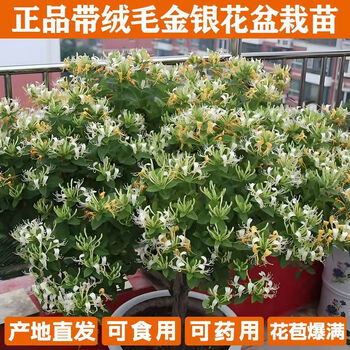 金银花苗盆栽爬藤植物可食用药用泡茶泡水四季开花耐寒花卉绿植 金银花-裸根1棵