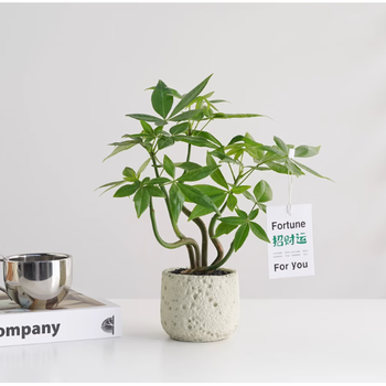 【北欧风】发财树盆栽花卉原生奇趣造型发财树客厅桌面绿植招财 五株奇趣发财树+星空水泥福袋（白） 无规格
