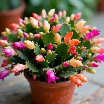 蟹爪兰盆栽带花苞多色花苗四季绿植花卉植物室内螃蟹爪莲开花好养 蟹爪兰【25-35颗花头】 土球发货