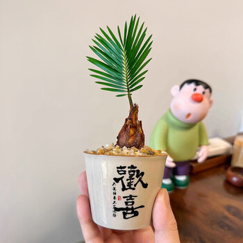 【中式/北欧风】铁树禅意迷你小盆栽茶桌禅意摆件盆景办公室内 铁树+布丁杯（黄金沙1/营养液1/卡片1